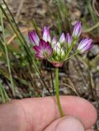 Image of serpentine onion