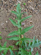 Image of cardoon