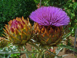 Image of cardoon