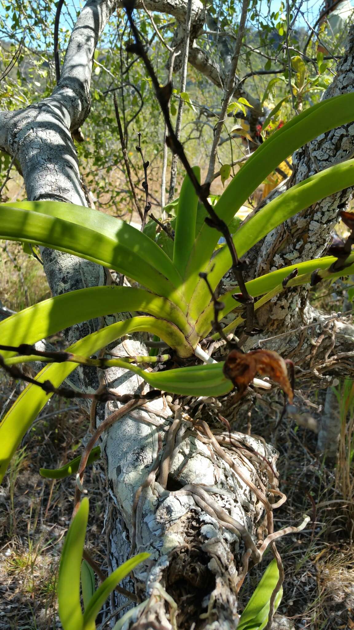 Image de Angraecum praestans Schltr.