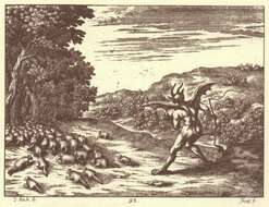 Image of Glis Brisson 1762