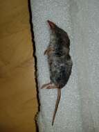 Image of Smoky Shrew