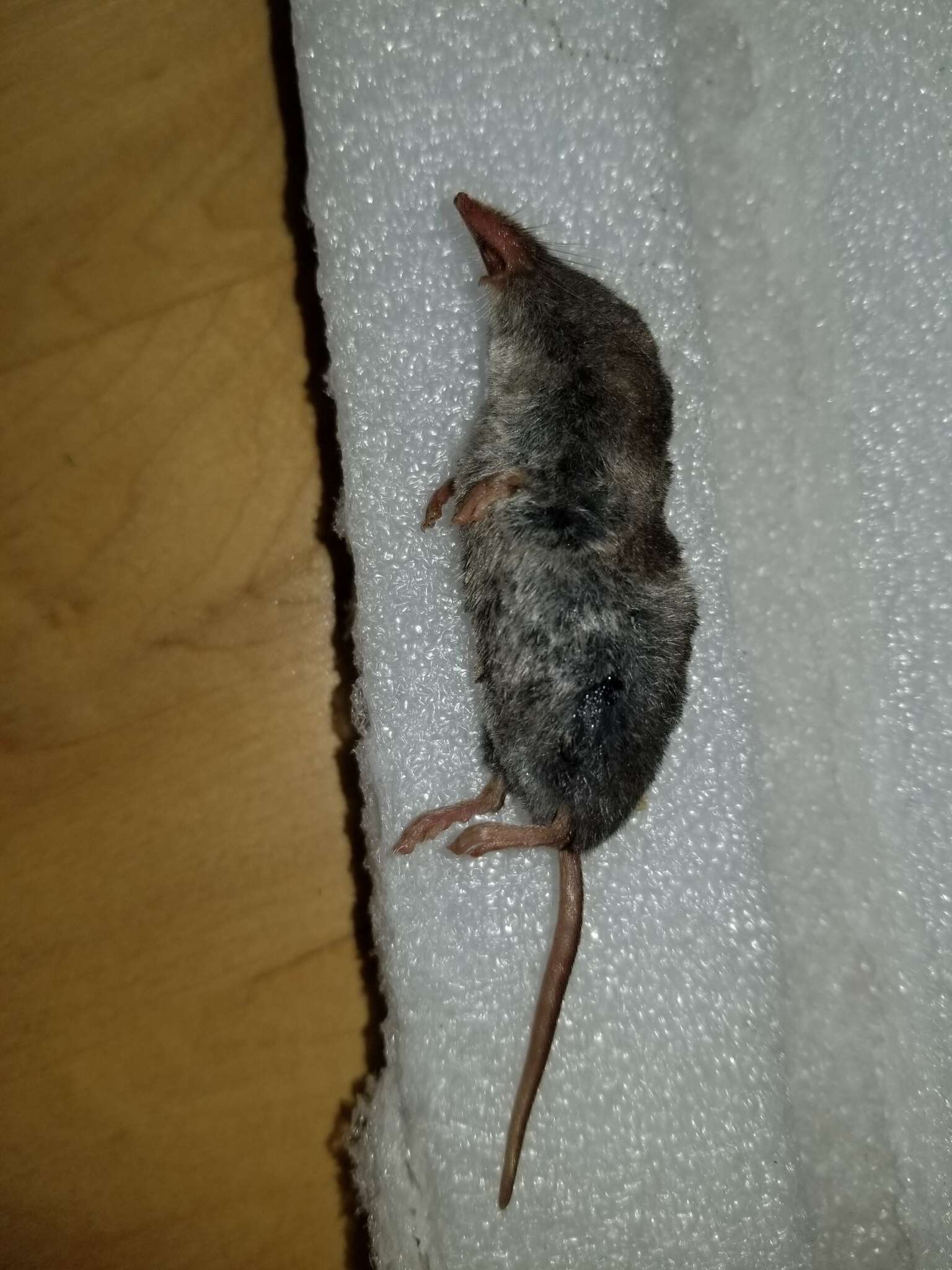 Image of Smoky Shrew