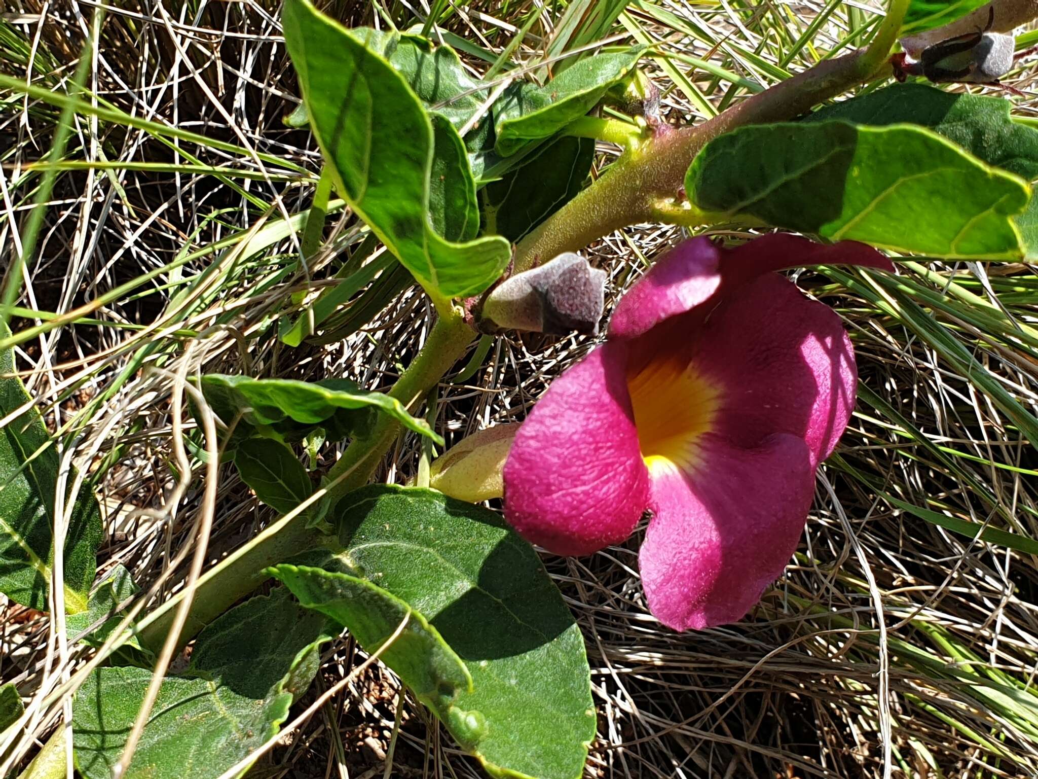 Image of devil's claw