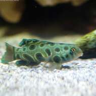 Image of Picturesque dragonet