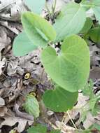 Image of Aristolochia steupii Woronow