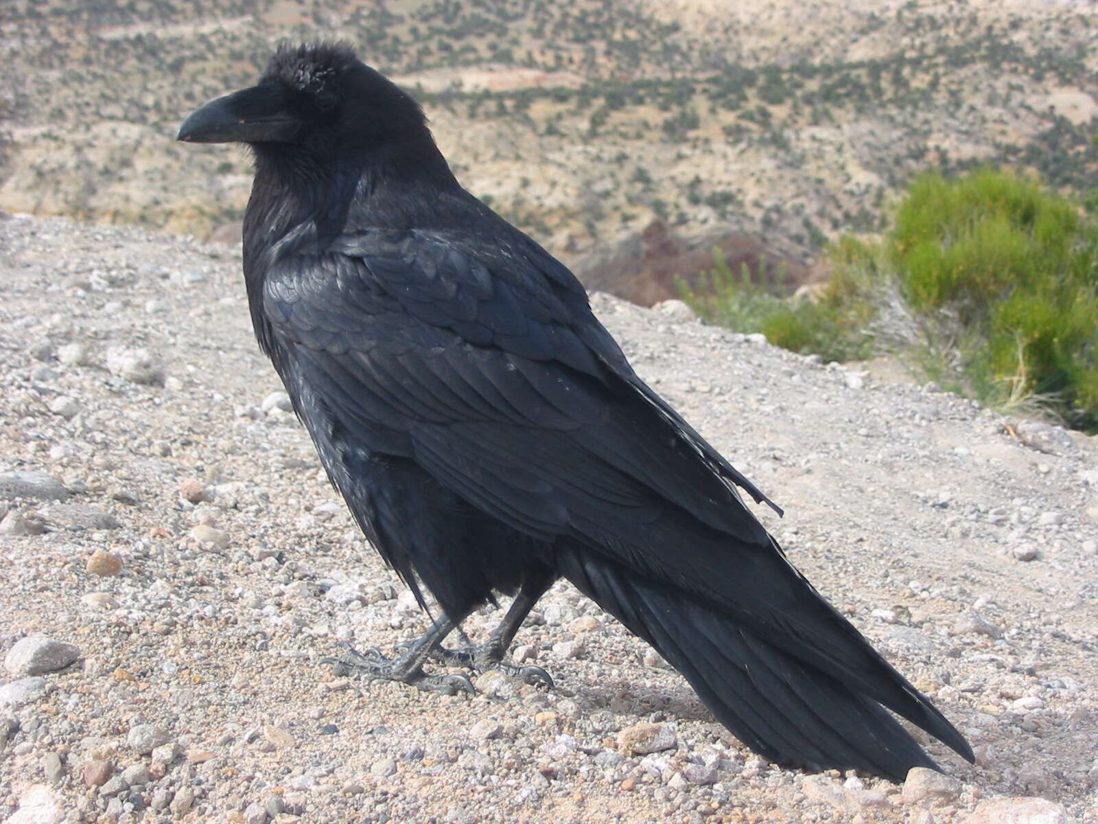 Image of Northern Raven