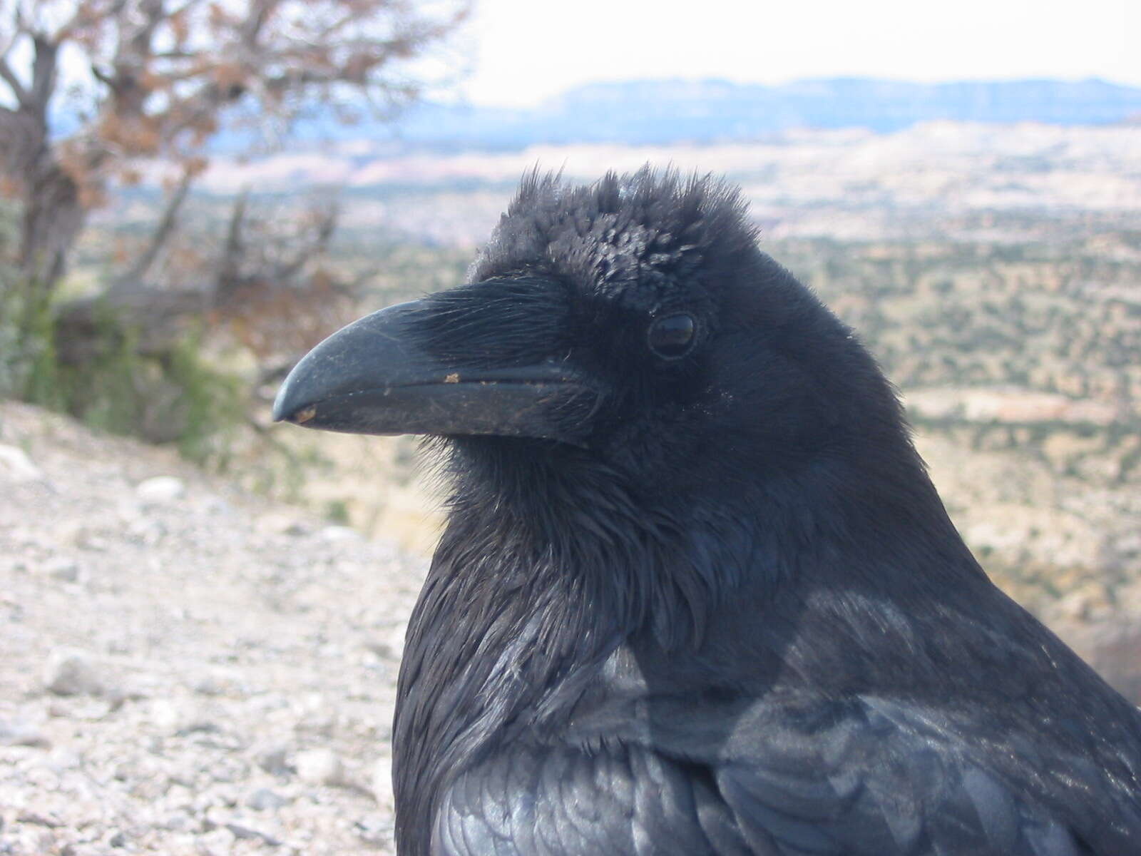 Image of Northern Raven