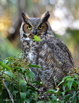 Image of Bubo virginianus virginianus (Gmelin & JF 1788)