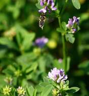 Image of Alfalfa Leafcutter Bee