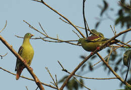 Image of Thick-billed Green Pigeon