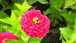 Image of ELEGANT ZINNIA