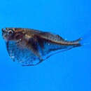 Image of Black-winged hatchetfish