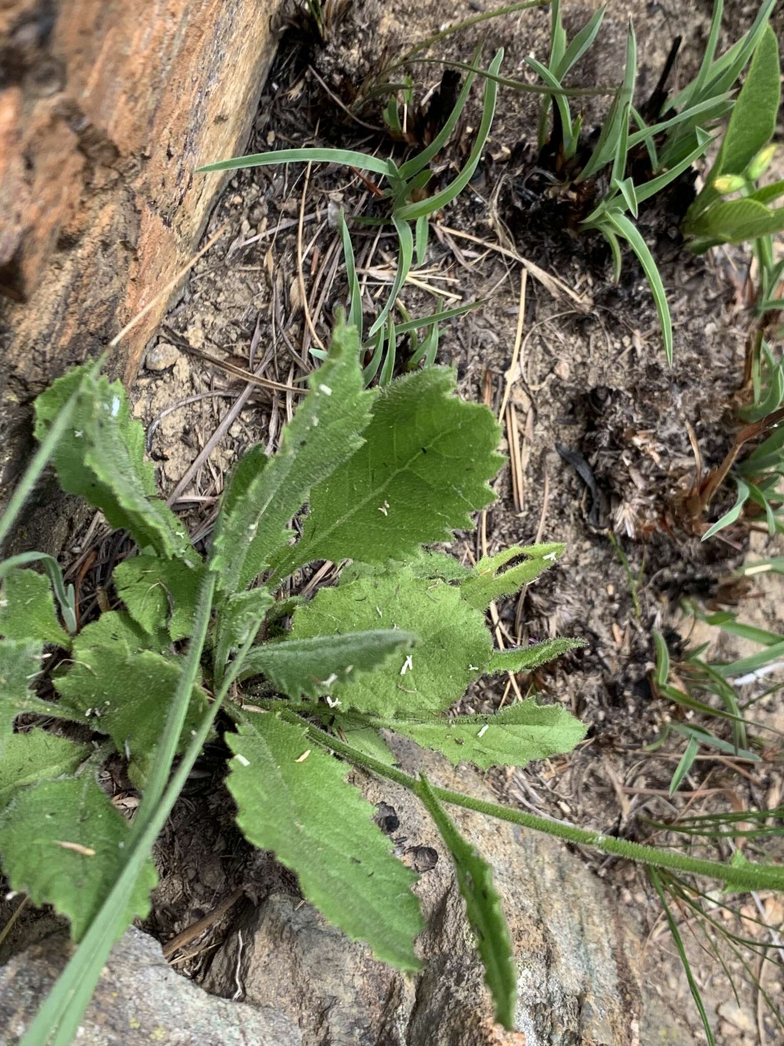 Image of Senecio erubescens Ait.