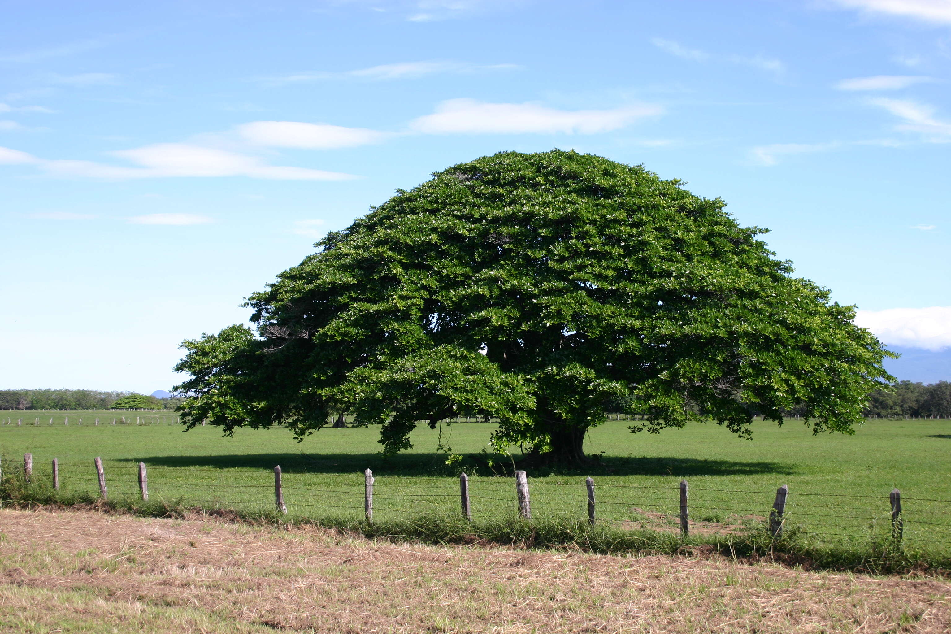 Imagem de Enterolobium cyclocarpum (Jacq.) Griseb.