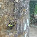 Image of Micrathena vigorsi (Perty 1833)