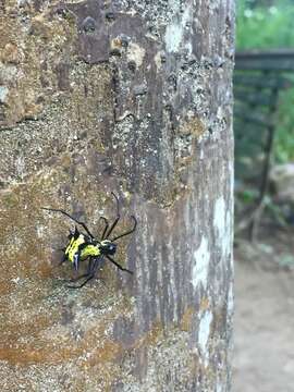 Image of Micrathena vigorsi (Perty 1833)