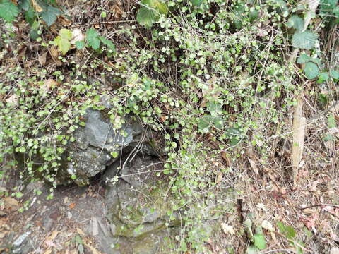 Image of Ozothamnus glomeratus Hook. fil.