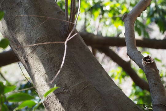 Image of Ilex chinensis Sims