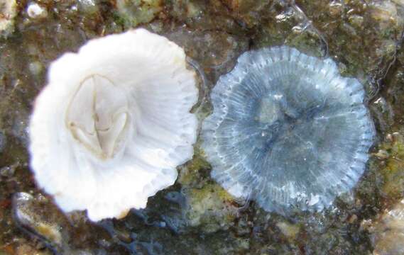 Image of Crenate barnacle