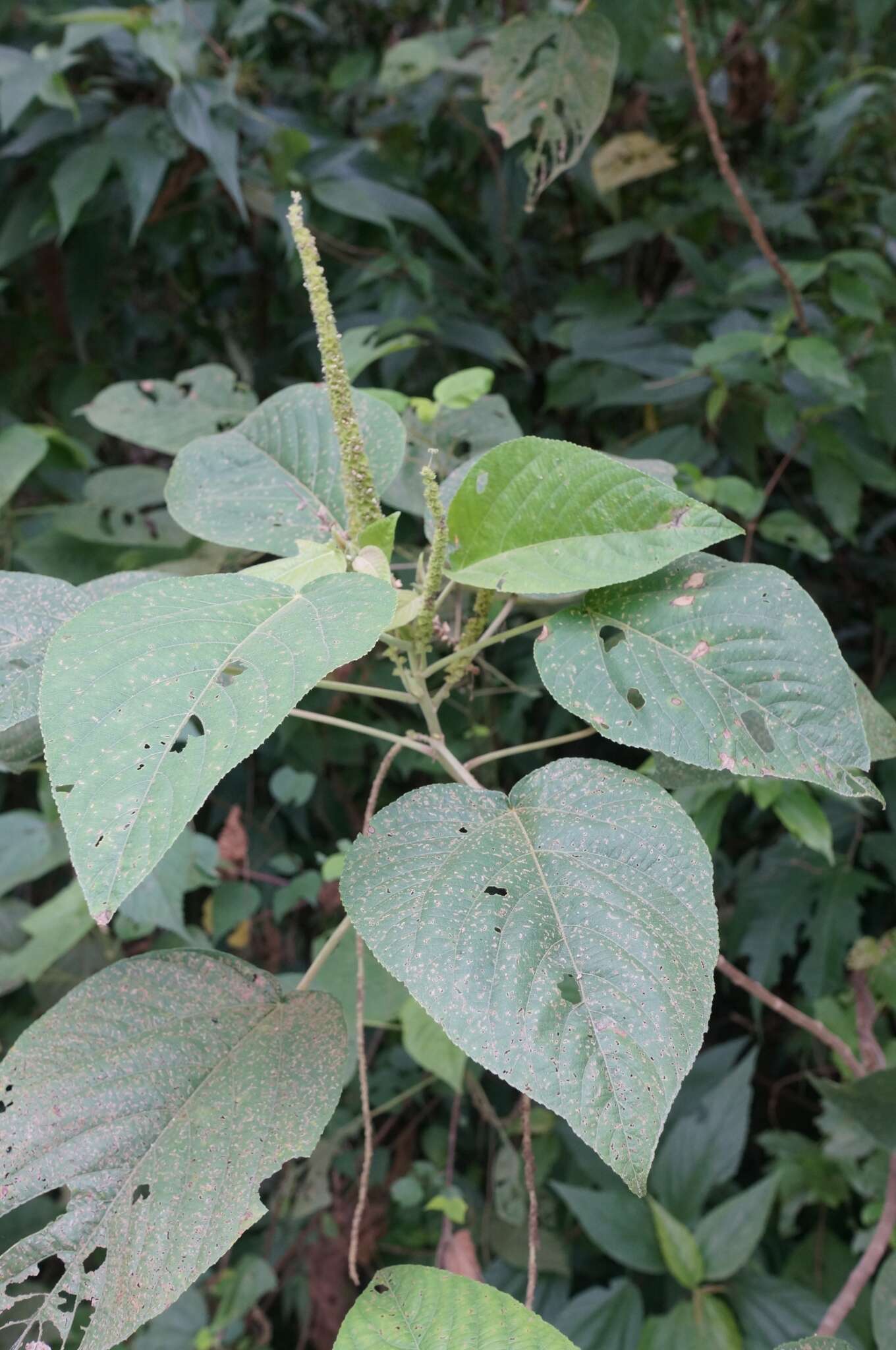 Imagem de Acalypha angatensis Blanco