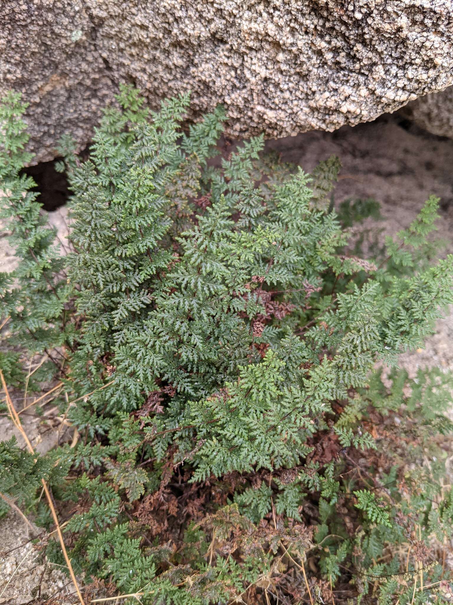 Image of viscid lipfern