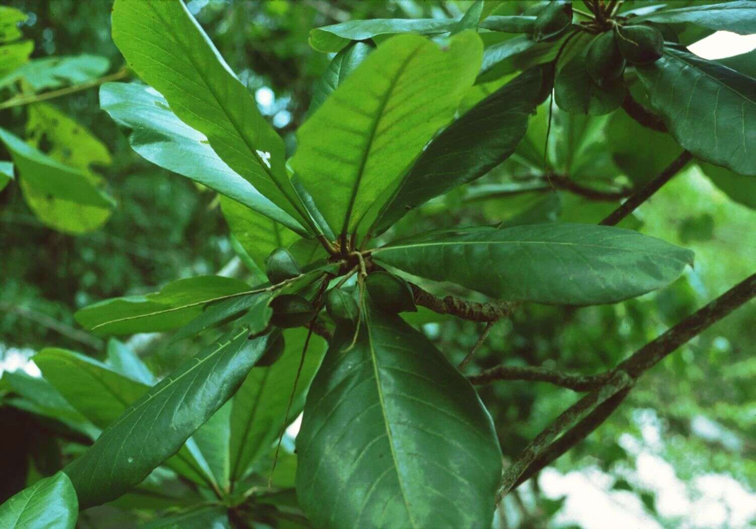 Image of tropical-almond