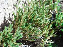 Image of bushy spikemoss