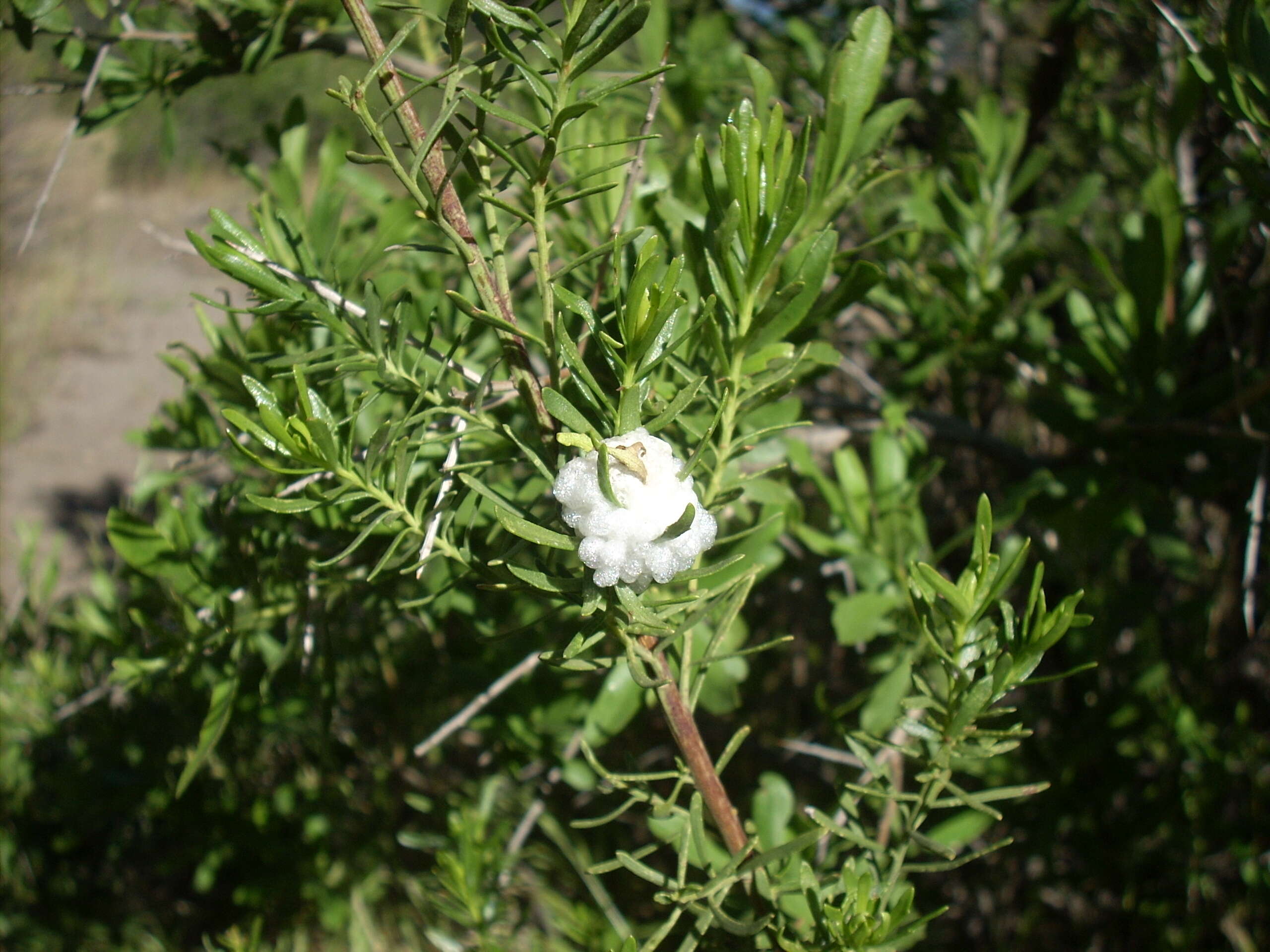 Image of Baccharis linearis (Ruiz & Pavón) Pers.