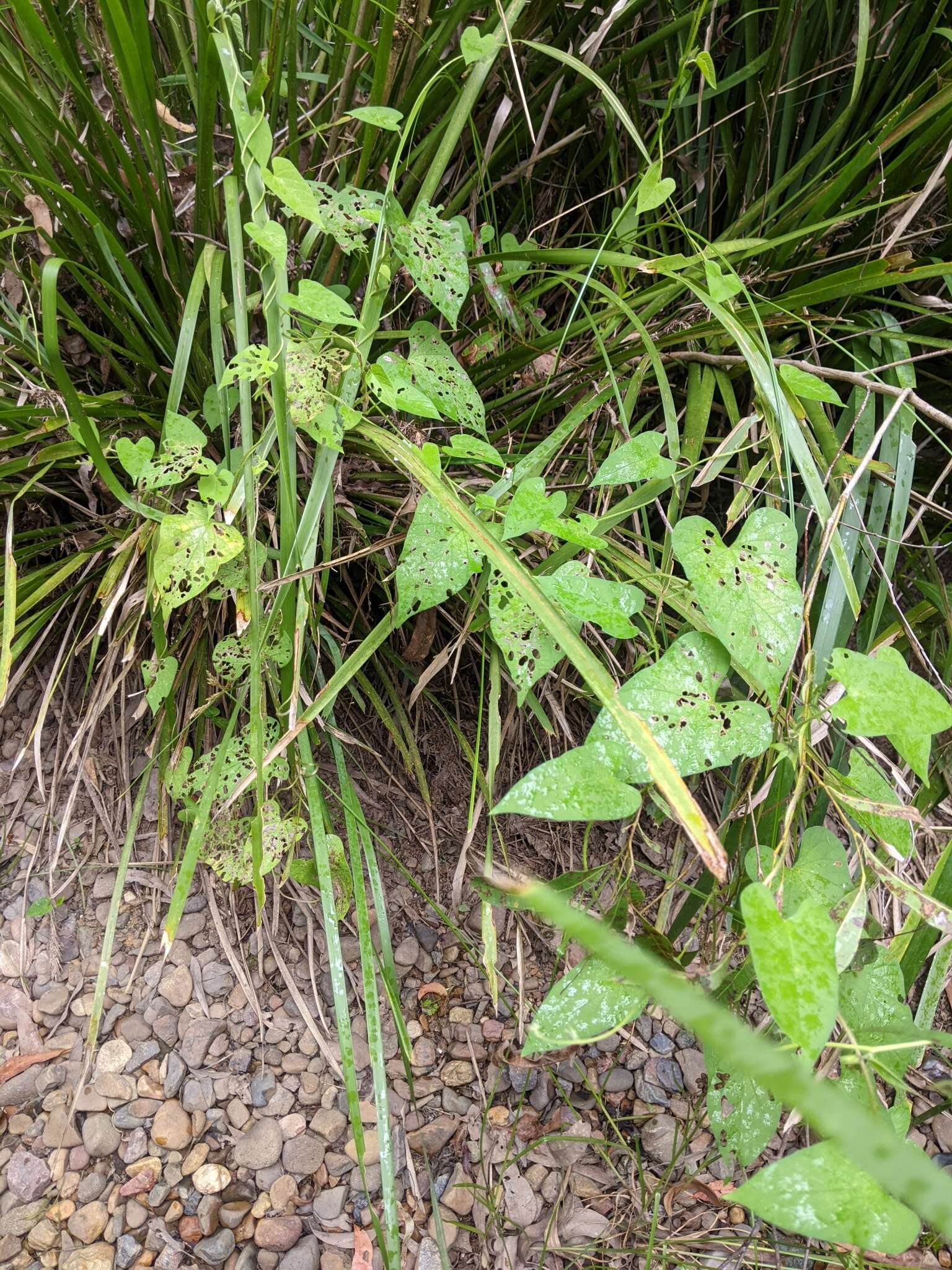 Image of Ipomoea biflora subsp. biflora