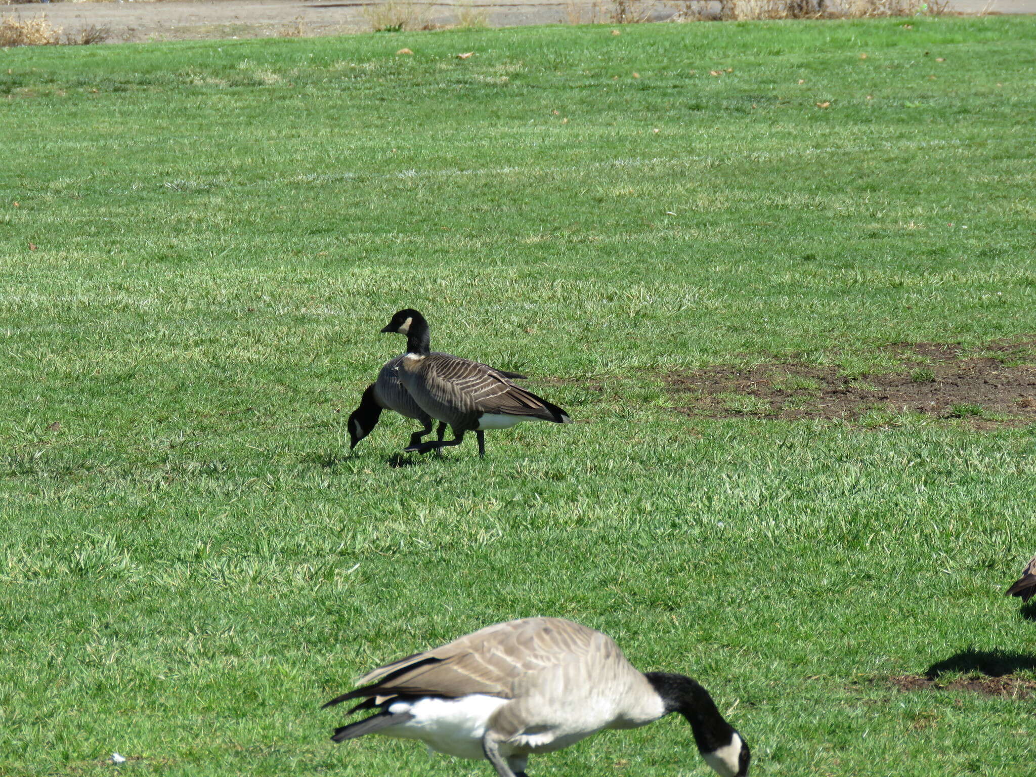 Image of Aleutian Cackling Goose