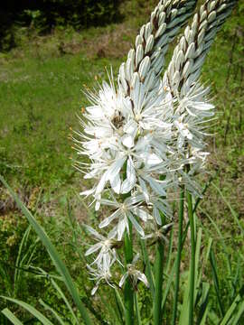 Image of White asphodel