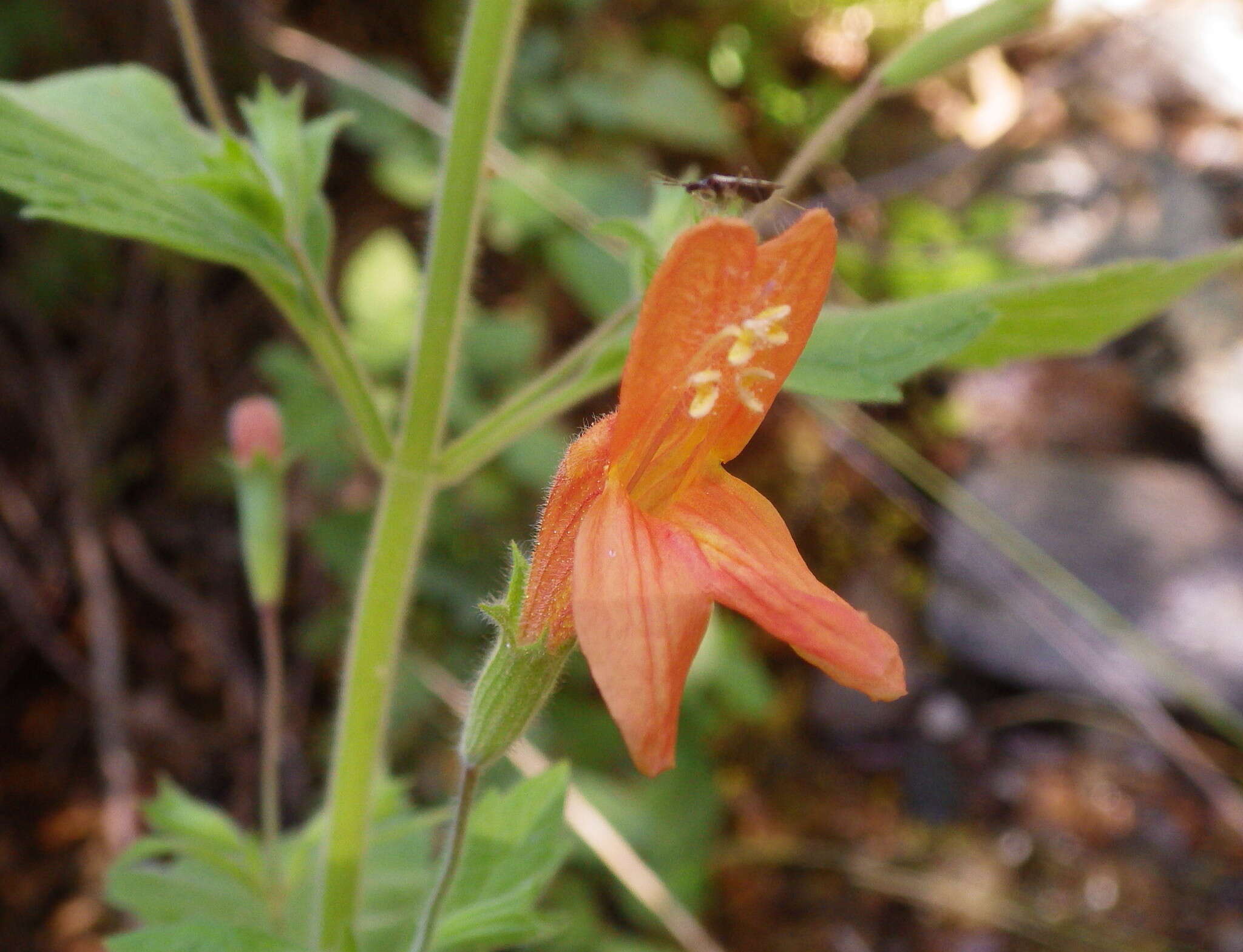 Image of monkeyflower savory