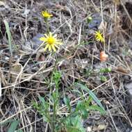 Image of narrow-leaved ragwort