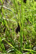 Image of Carex aterrima Hoppe