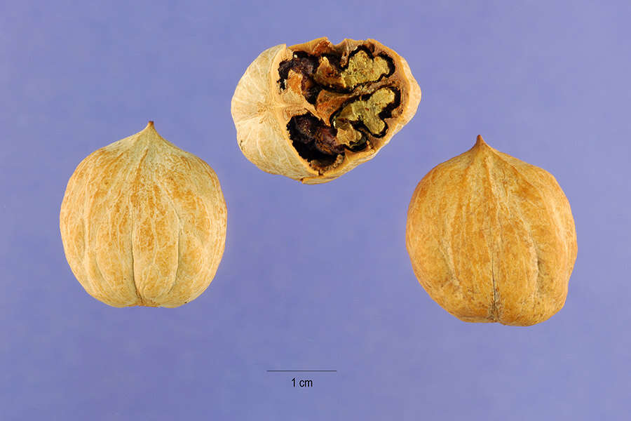 Image of pignut hickory