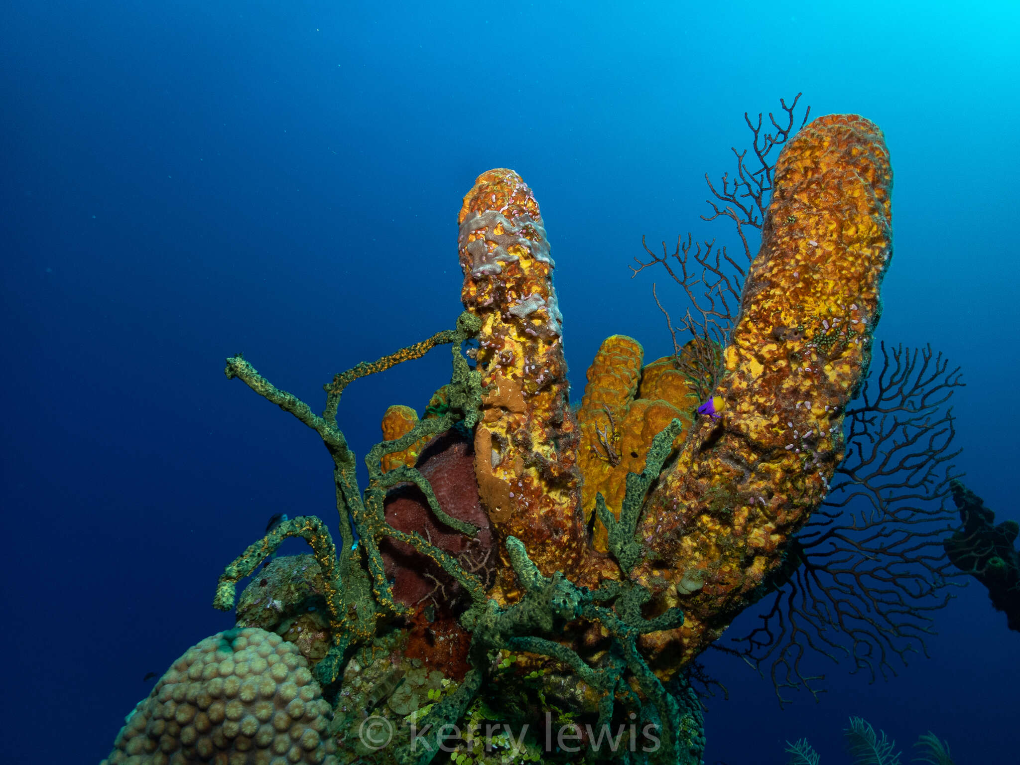 Image of convoluted barrel sponge