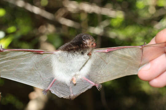 Imagem de Pseudoromicia tenuipinnis