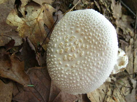 Image of Amanita abrupta Peck 1897