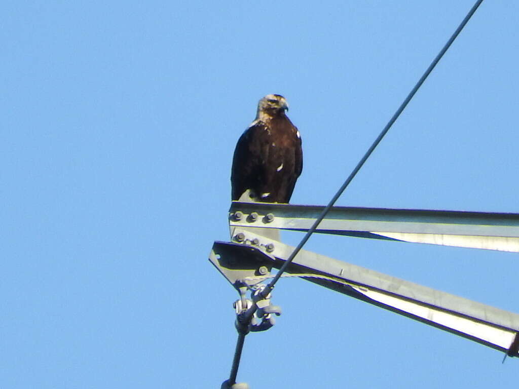 Image of Spanish Imperial Eagle