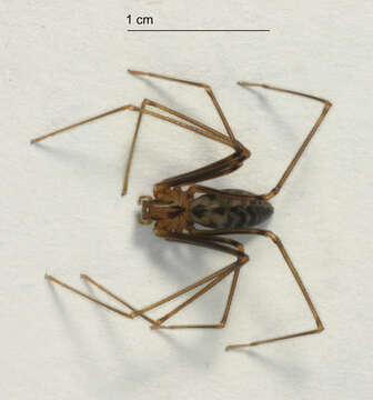 Image of drymusid spiders