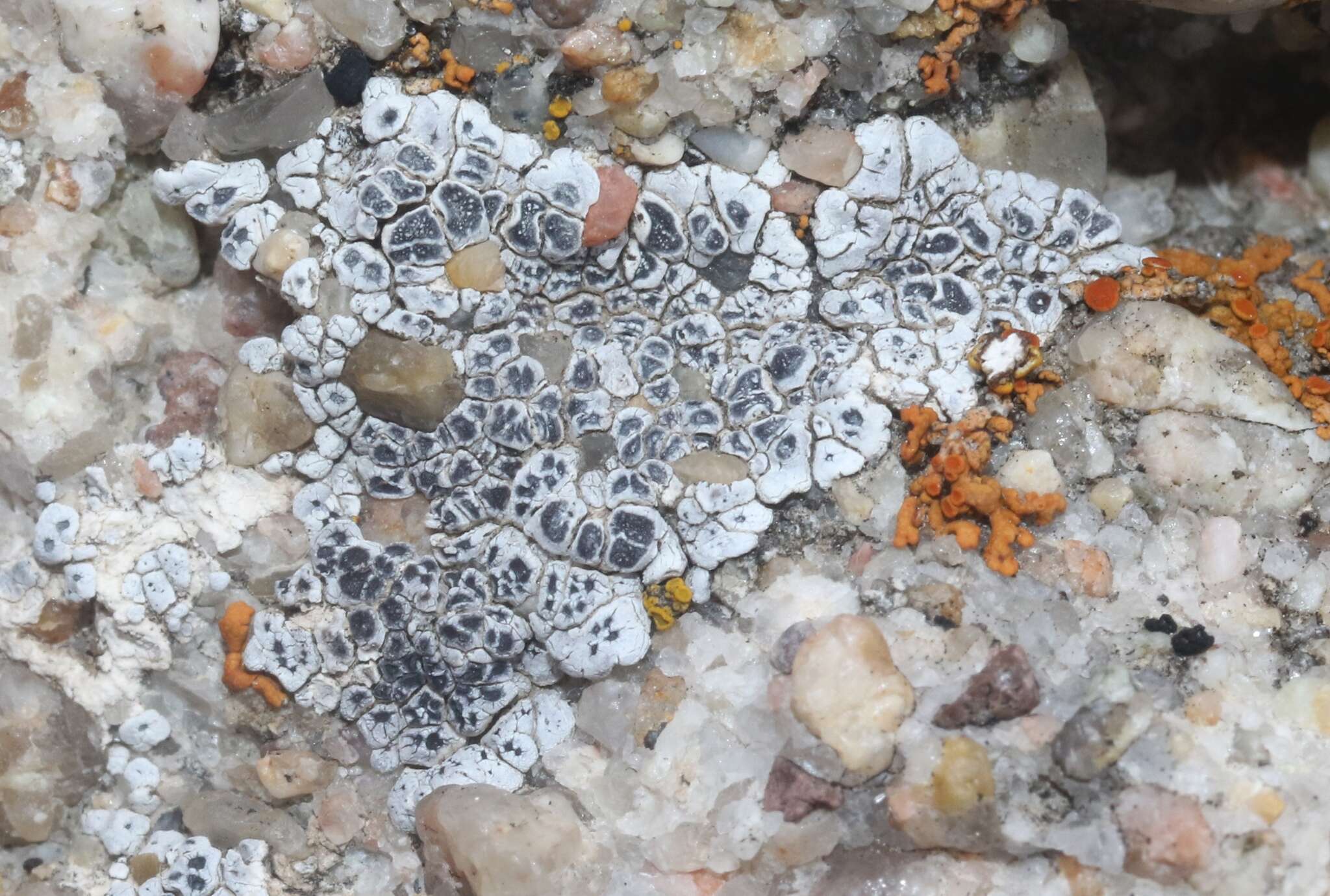 Image of Hoary cobblestone lichen;   Cracked lichen