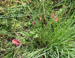 Image of Jamesbrittenia breviflora (Schltr.) O. M. Hilliard