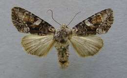 Image of Beautiful Brocade