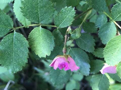 Imagem de Rosa gymnocarpa Nutt. ex Torr. & Gray