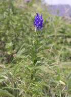 Imagem de Aconitum japonicum subsp. maritimum (Nakai ex Tamura & Namba) Y. Kadota