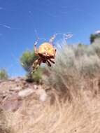 Image of Araneus pallidus (Olivier 1789)