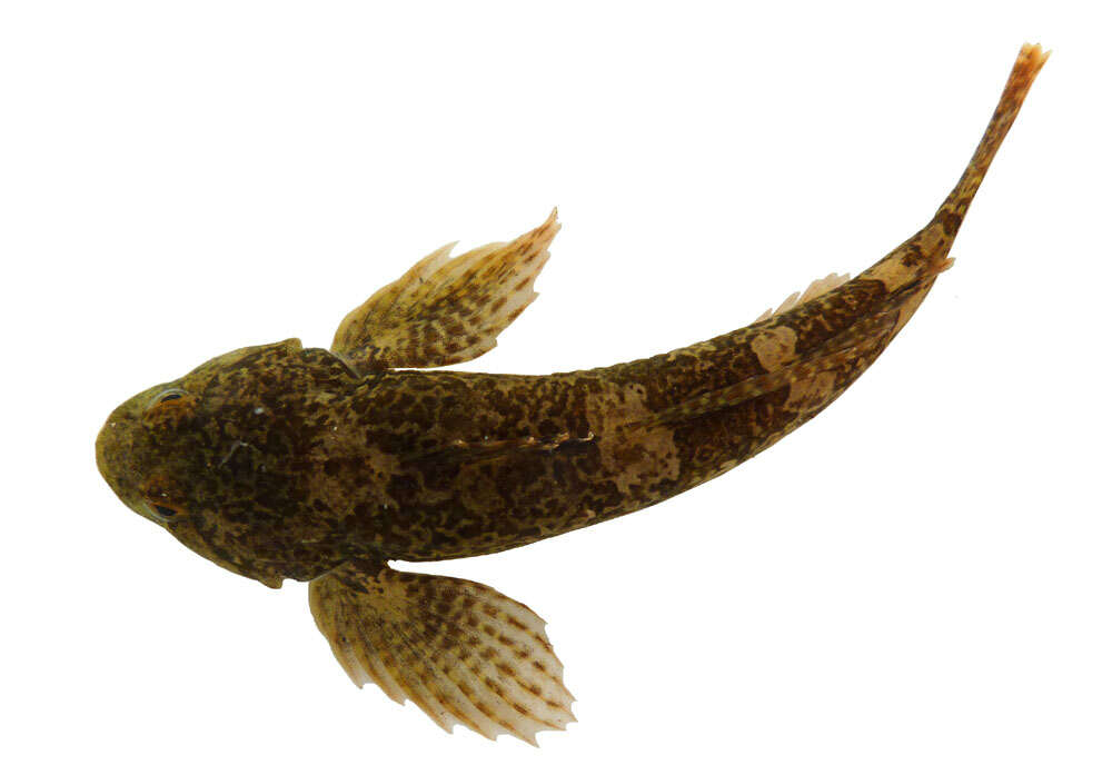 Image of Hérault sculpin