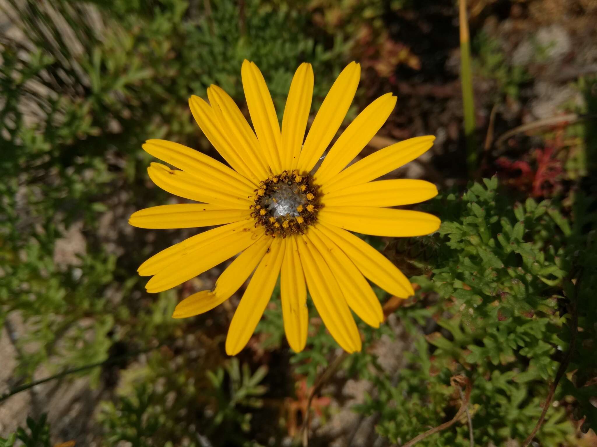 Image of Ursinia chrysanthemoides (Less.) Harv.