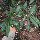 Ardisia quinquegona Bl.的圖片